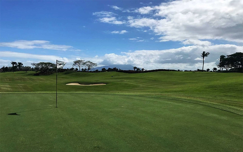 cỏ bermuda sân golf