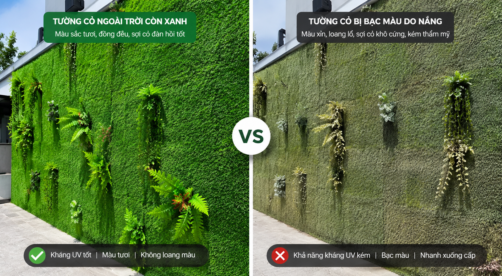 Ảnh minh họa sự khác biệt giữa cỏ kháng UV tốt và cỏ dùng sai môi trường.