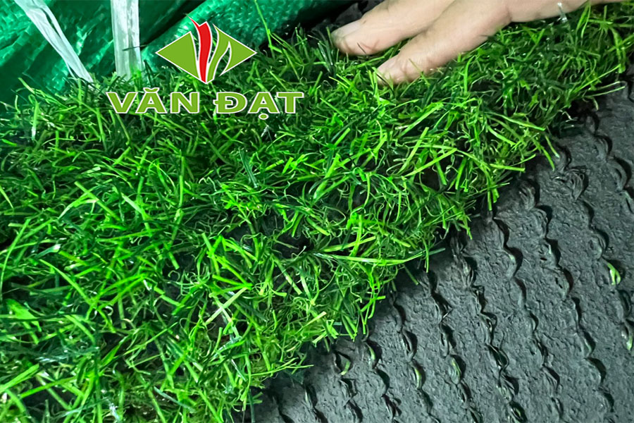 Cỏ nhân tạo 2cm 